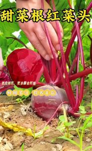 甜菜根的做法大全_甜菜根多种吃法，营养美味！
