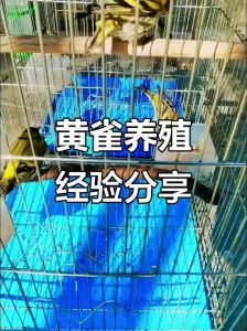黄雀的正确饲养方法_静养喂食建信任