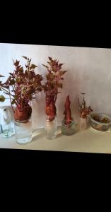 红薯水培的正确方法_选好种薯，透光容器，阳光温润，勤换水肥，红薯喜阳易长