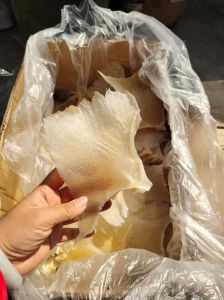 海狗浦鱼干片跟鱼翅的区别_口感营养大不同
