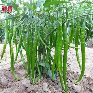 线椒 杭椒 二荆条区别_辣味不同，各有妙用