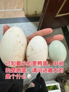 老鹅蛋和新鹅蛋的区别_老鹅蛋VS新鹅蛋，如何挑好鹅蛋？
