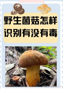 草菇和口蘑的区别_口蘑草菇有啥区别？