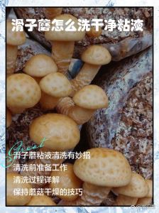 鲜蘑焯水几分钟能熟_焯水蘑菇3-5分钟，去杂提鲜，不同蘑菇时间微调