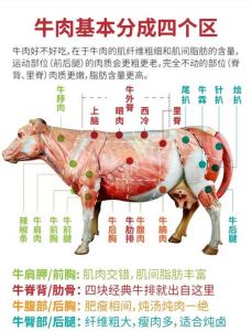 板腱牛肉指的是牛的那个部位_嫩滑带筋，营养高，煎炖火锅皆宜！