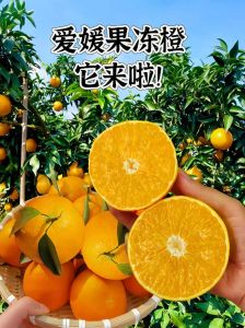 爱媛果冻橙几月份成熟_11月甜橙正当时