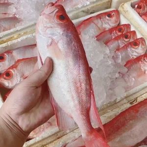 红目鲢鱼硬皮怎么处理好_醋液软化鱼鳞去内脏，盐姜葱料酒去腥烹饪红目鲢