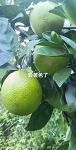 赣南脐橙成熟时间_赣南脐橙10-2成熟，11月纽荷尔开摘，口感甜！