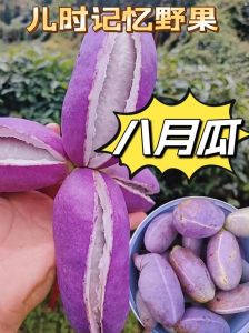 江西野生八月果什么时候成熟_八月中旬甜软可食