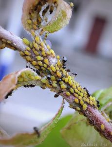 蚜虫属于什么目_蚜虫害庄稼，蚂蚁保护它，防治用农药