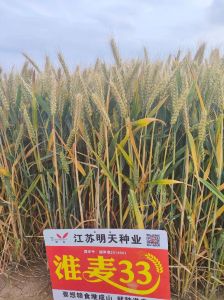 江苏麦子什么时候熟_江苏麦收提前3天，高效机械助力亩产超600公斤