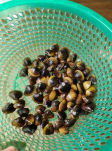 水螺怎么处理干净_食物诱捕手动清除生物控制