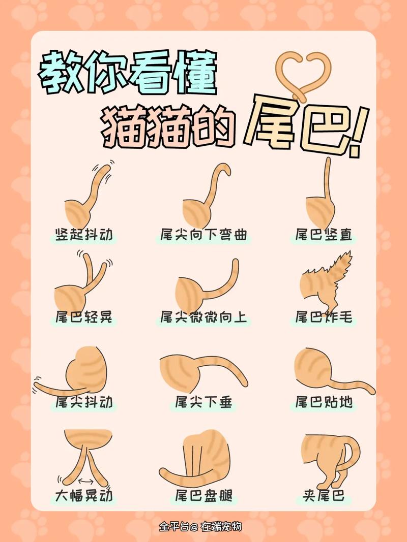 猫尾巴玩具的插法图解_猫仆装尾巴佩戴技巧，增添宠物可爱