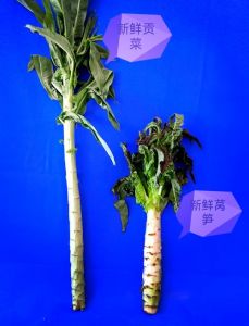 青笋和笋尖的区别_青笋笋尖怎么选？口感营养看这里！