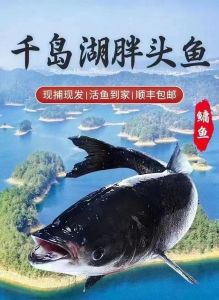 千岛湖鳙鱼是不是也叫胖头鱼_肥美营养，一鱼三吃！