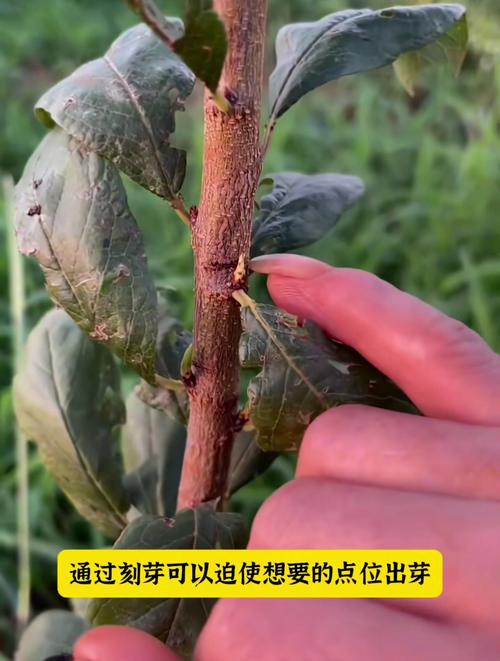 大樱桃刻芽后怎么处理_樱桃种植发芽育苗全攻略