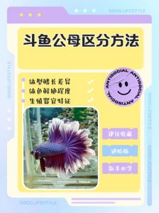 雄性的鱼和雌性的鱼的区别_金鱼公母怎么分？看尾体型颜色！