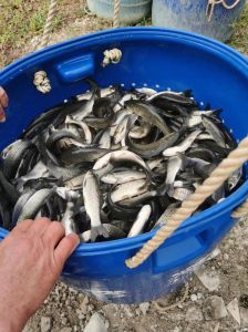 草鱼用自来水养有没有鱼腥_除氯养草鱼，水质好鱼才活久