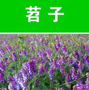 光叶紫花苕和毛苕子的区别_豆科作物对比