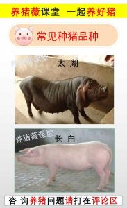 猪的别名称呼有哪些_从豕到猪