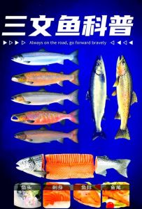 鲨鱼文昌鱼鲑鱼属于洄游性鱼类_鲑鱼文昌鱼鲨鱼的艰辛旅程