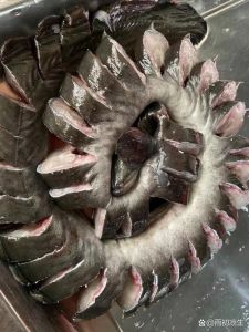 鲈鳗和河鳗有什么区别_保护差异大