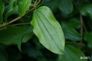 牛尾菜图片大全图解_祛风湿生态价值兼备的藤本植物