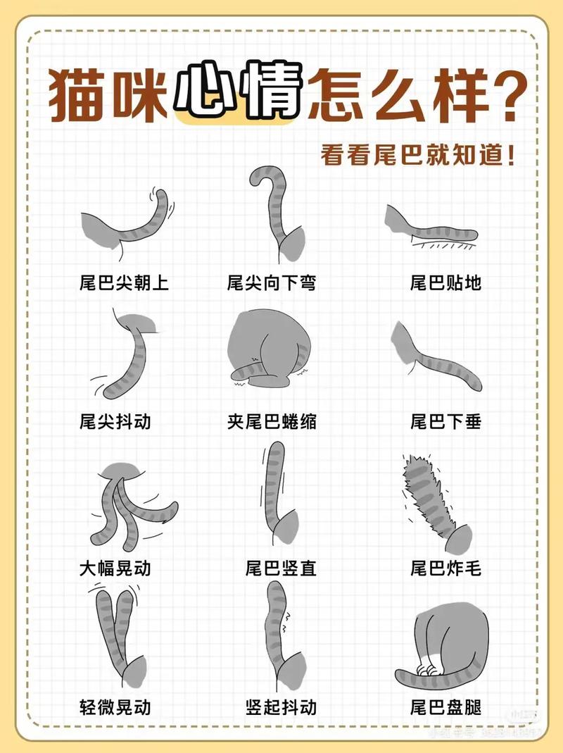 猫尾巴玩具的插法图解_猫仆装尾巴佩戴技巧，增添宠物可爱