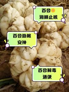 鲜百合炒菜用焯水吗_鲜百合是否焯水？苦甜有别做法全攻略