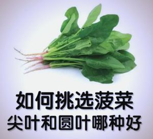 标题尖叶菠菜与圆叶菠菜的区别_口感营养看这里