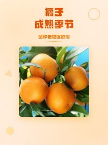 济州岛的橘子几月成熟_10-2月尝鲜，香甜多汁！