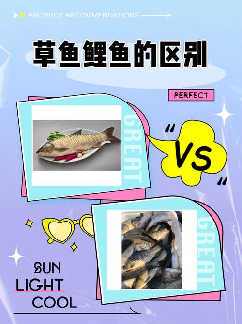 草鱼 鲤鱼 青鱼 鲢鱼区别_四大家鱼刺多少？鲢鱼相对少