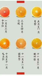 各种桔子成熟时间表_橘子10月甜上市，晚熟不易坏