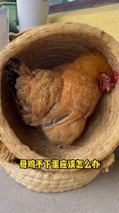 不下蛋的老母鸡有什么特征_老母鸡不下蛋？看这些特征就知！