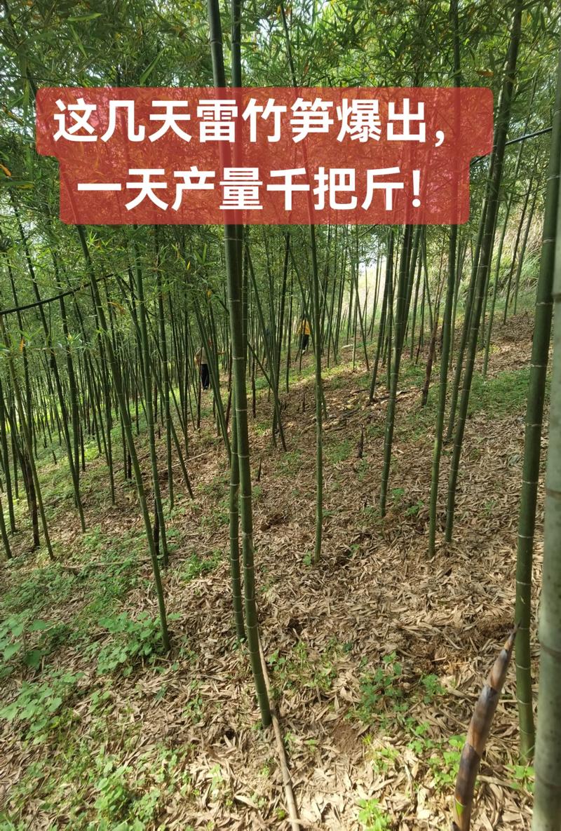 竹笋和雷笋的区别_3-4月鲜嫩竹笋，清蒸炖汤风味佳