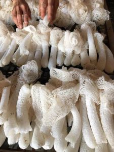 鲜竹荪正确焯水方法_去杂泡洗焯，煲汤炒菜佳
