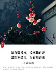 冬雪压枝梅花开梅花香自苦寒来_坚韧成就美好