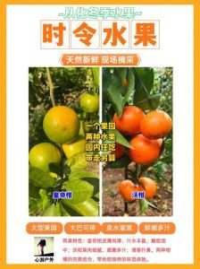 橘子成熟的季节是几月_橘子成熟了，甜过冬！