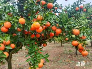 橘子成熟后啥色_橘子变红是成熟标志，洗时变红是正常现象