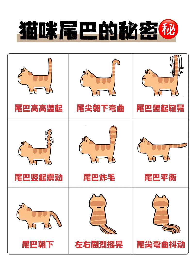 猫尾巴玩具的插法图解_猫仆装尾巴佩戴技巧，增添宠物可爱