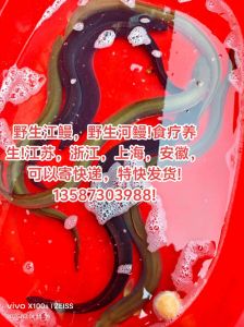 江鳗跟河鳗的区别_口感营养谁更胜一筹？