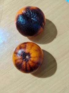 橘子烤熟了为什么苦_烤橘子发苦？皮薄成熟控火候！