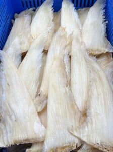 五羊翅是鲨鱼那个部位_鲨鱼软骨，营养吸收低，保护海洋勿食