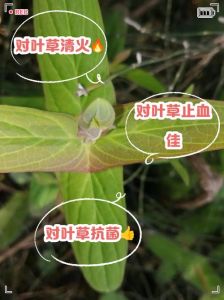 一号嫩叶草与二号嫩叶草高度对比分析及其在食材中的应用
