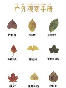 嫩叶一二三的区别图解与鉴别方法分析