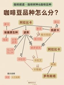 各个产区咖啡豆的特色与风味解析——探索不同产地咖啡的独特风情