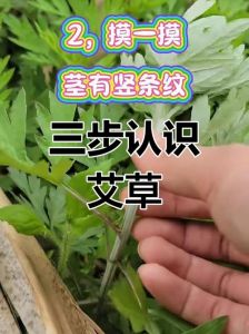 教你一张图详解真正艾草的辨别方法：从外观到特征的全面介绍