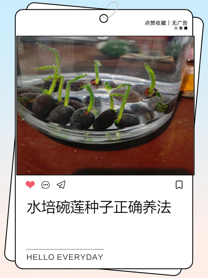 澡盆种藕的方法图解_天津女子旧澡盆种莲藕，收获满满！
