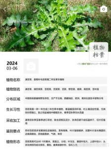 滇苦苣菜的家常做法_滇苦苣菜凉拌做法，简单美味！