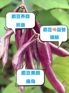 眉豆的做法大全家常_鲜食清脆，干食耐存，药食两用好食材